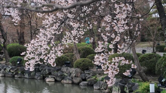 Sakura Cherry Blossom blooming in pond garden during springtime