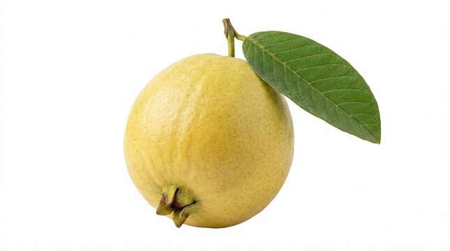 Single Ripe Yellow Guava Fruit With One Green Leaf Attached To Stem Isolated On Solid White Background