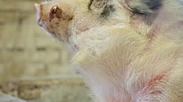 Close-up sequence of a fluffy, spotted farm pig inside a rustic barn, from side profile to frontal gaze, showing pink snout, bristly whiskers, alert ears, and eyes in daylight.