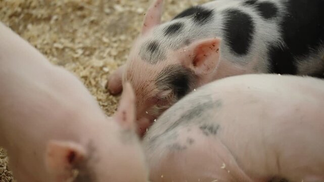 Close-up view of spotted newborn piglets cuddling and sleeping together on soft sawdust bedding inside a barn pen, showcasing tender porcine behavior and farmyard tranquility.
