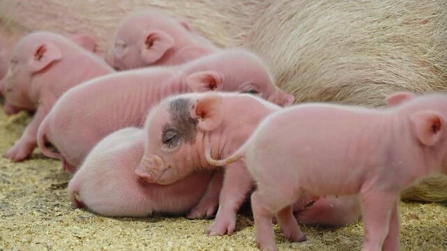 Newborn pink piglets huddle and nuzzle beside their resting mother on soft farm bedding, capturing tender nursing moments, sibling warmth, and litter bonding in rural barn setting.