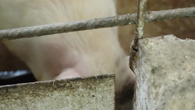 Curious farm pig with pink snout peering through metal bars inside a rustic barn pen, captured in close-up as it looks out from its concrete enclosure in a livestock housing area