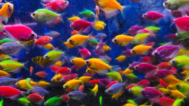 Colorful glofish in aquarium. Ornamental fish. Aquatic (2)