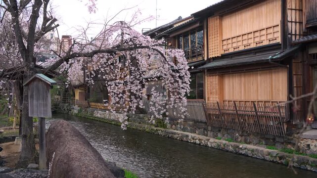 Cherry blossom or sakura tree blooming along Shirakawa Canal and ancient wooden house in Kyoto