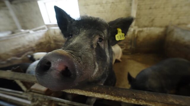 Close-up of a curious tagged pig peering over a pen rail inside a rustic brick barn, with other pigs in the background of an indoor pigsty, showing farm livestock care.