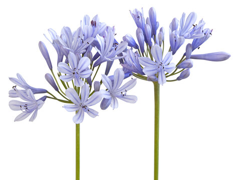 Fleurs d'Agapanthe bleue	