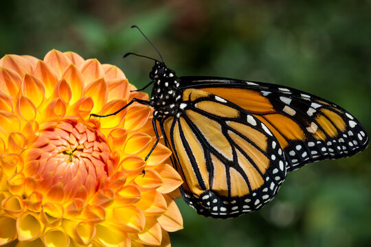 close up of monarch butterfly 