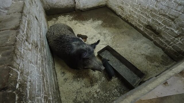 Top-down view of a large pig resting in a narrow concrete pen with weathered brick walls, a metal feeding trough, and a small piglet nearby, captured in dim barn lighting.