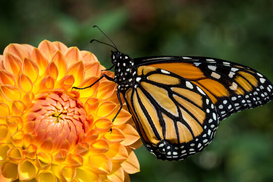 Close up of a monarch butterfly on a dahlia flower