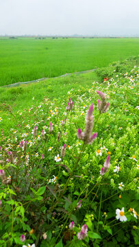 Rice checks, where weeds grow on the outskirts and on the boundaries of fields. It looks like eastern knotgrass (Polygonum orientate)