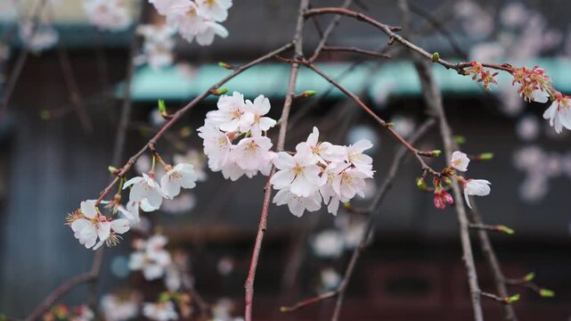 Sakura cherry blossom blooming on wooden house in Kyoto
