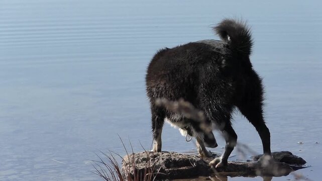The dog Laika is black in nature by the lake. The Russian-European husky is walking.