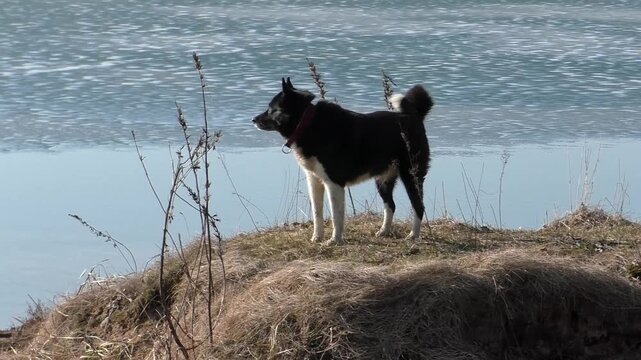 The dog Laika is black in nature by the lake. The Russian-European husky is walking.