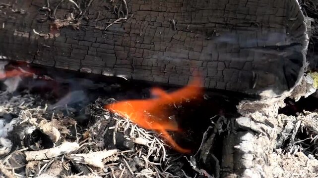 A campfire in nature, a fire on the branches of trees. Campfire in the forest.