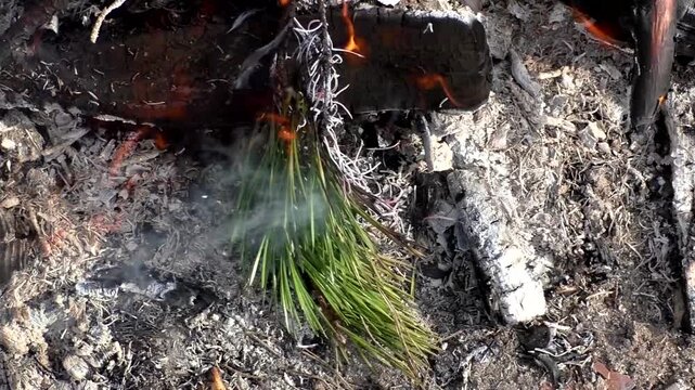 A campfire in nature, a fire on the branches of trees. Campfire in the forest.