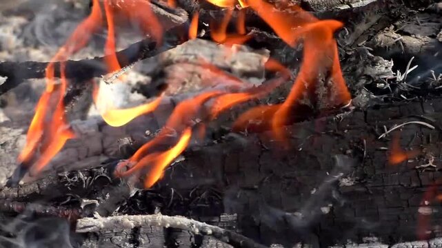 A campfire in nature, a fire on the branches of trees. Campfire in the forest.