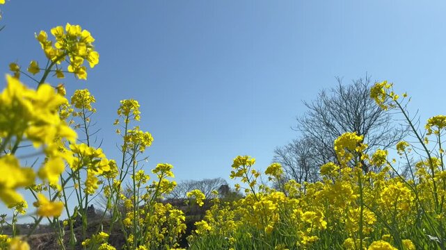 Yellow Canola Flowers Swaying Gently in the Breeze