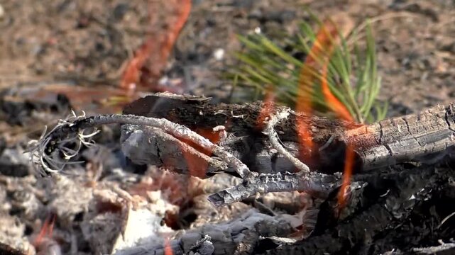 A campfire in nature, a fire on the branches of trees. Campfire in the forest.