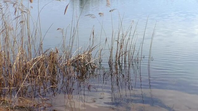 The lake landscape. Calm wild nature.