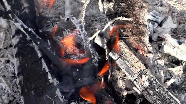 A campfire in nature, a fire on the branches of trees. Campfire in the forest.