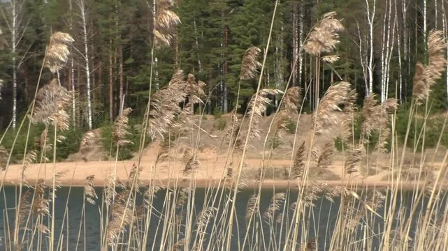 A landscape of grass by the lake. Calm wild nature.