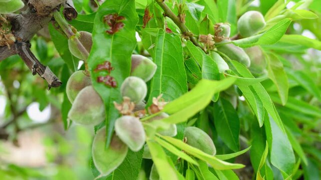 Red leaf blotch fungal infection on almond tree foliage