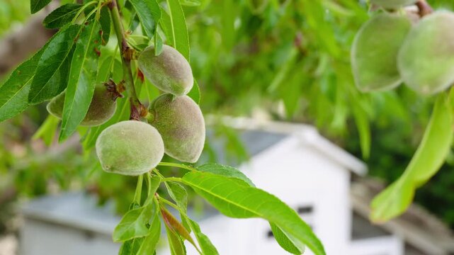 Red leaf blotch fungal infection on almond tree foliage
