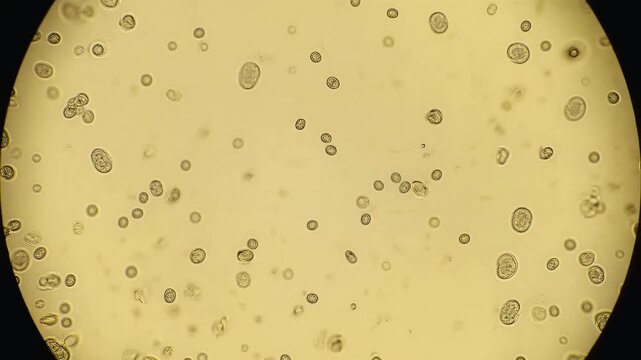 Microscopic view of yeast cells and budding microorganisms in a liquid medium scientific research and laboratory