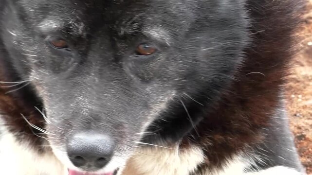 The face of an old black dog, the look of an animal. An elderly dog in close-up, eyes.