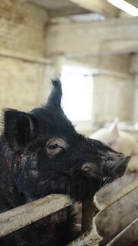 Close-up profile of a black pig resting its snout on a metal railing inside a rustic barn, highlighting coarse bristles, textured skin, and soft daylight filtering through windows