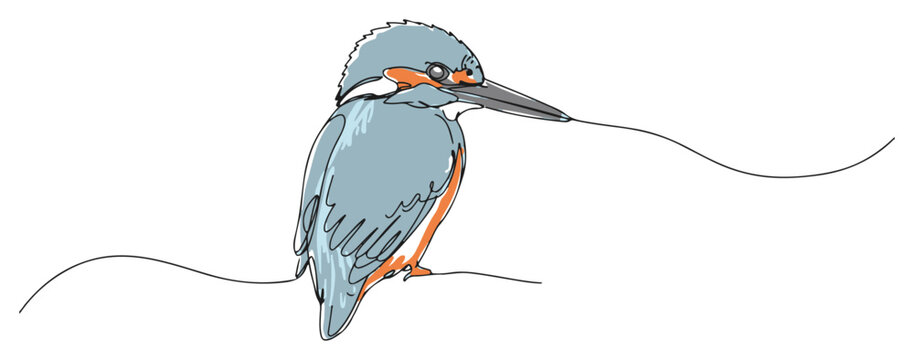 Common Kingfisher bird colored continuous one line drawing minimalist nature wildlife vector illustration