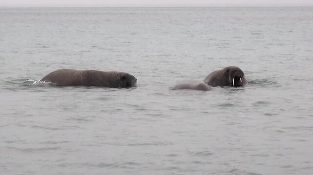 Magnificent Arctic Walrus Odobenus rosmarus fiercely assert dominance, jostling for territory in frigid shallows. The intense, slow motion interaction unfolds on a bright day.