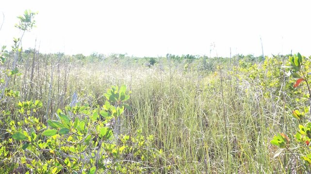 High-key wide shot of a subtropical sawgrass prairie and mangrove fringe. Harsh sunlight creates a bright, overexposed atmosphere over dense wetland vegetation and tall grasses. Technical stock.