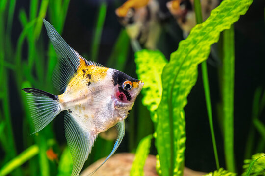 Marble Angelfish in freshwater aquarium with Jungle Vallisneria, Ambulia, and Hammered Leaf Cryptocoryne
