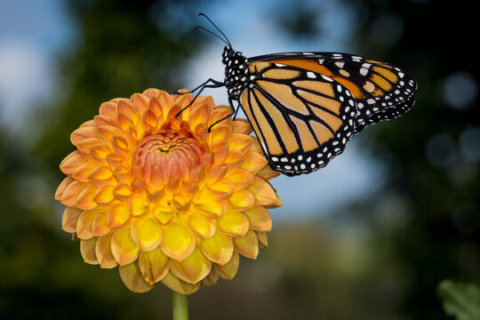 Close up of a monarch butterfly on a dahlia flower