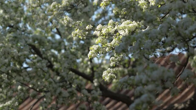 Spring Blossoms at Tuancheng: Pear, Begonia, and Lilac Flowers in the Imperial Circular City, Beihai Park