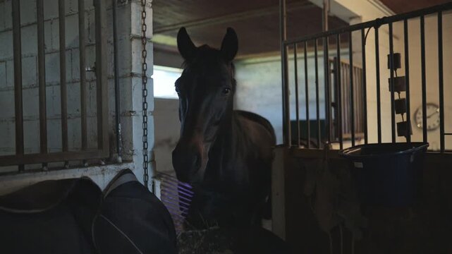 Beautiful dark stallion standing in a barn stall while eating from a feeder at the ranch