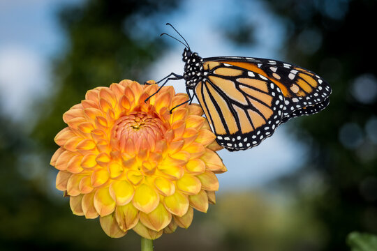 Close up of a monarch butterfly on a dahlia flower