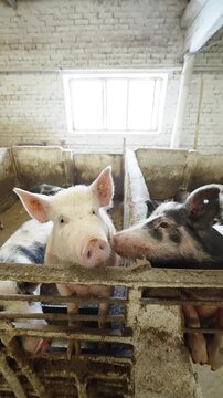 Curious piglets and young pigs crowding the pen railing in a rustic indoor barn, noses reaching toward the camera under window light, showcasing playful behavior and farm life