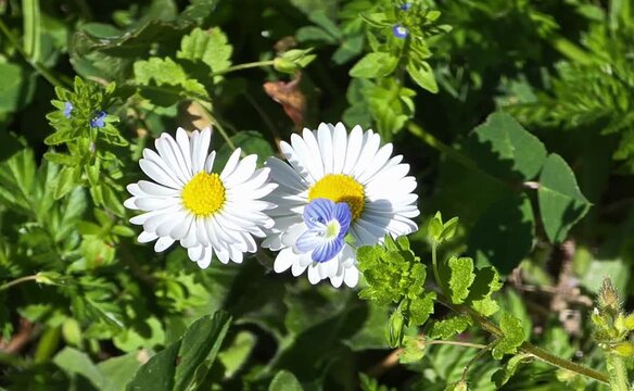 Close-up of a green meadow with two white daisies and a small blue Persian speedwell flower (Veronica persica) swaying in the wind. Spring nature background