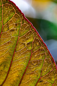 This image is a close-up macro photograph of a leaf, possibly a poinsettia, highlighting its intricate venation and color gradients. 