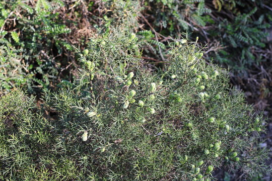 Spanish gorse, Genet d'Espagne, Spanischer Ginster, Genista hispanica, Fabaceae