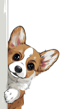 A cute corgi peeks around a corner with big curious eyes A cute corgi puppy peeks around a corner with big curious eyes and a playful expression