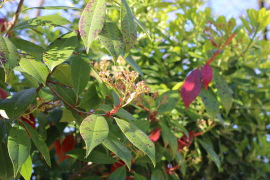 Fraser's photinia, Photinia x fraseri 'Red robin', Rosaceae