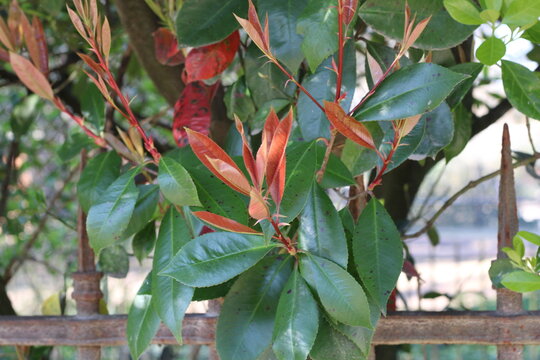 Fraser's photinia, Photinia x fraseri 'Red robin', Rosaceae