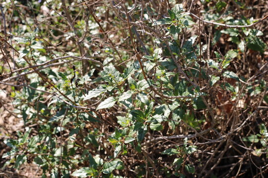 Cape Figwort, Phygelius capensis, Scrophulariaceae