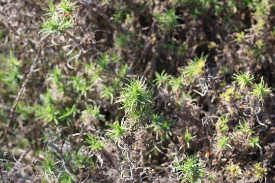 Evergreen plantain, Plantago sempervirens, Plantaginaceae