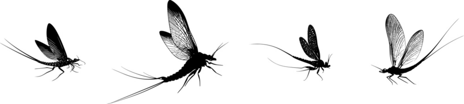 A minimalist stencil design of an elegant mayfly with three long tails, stark black silhouette, isolated on a pure white background, showcasing crisp high contrast edges