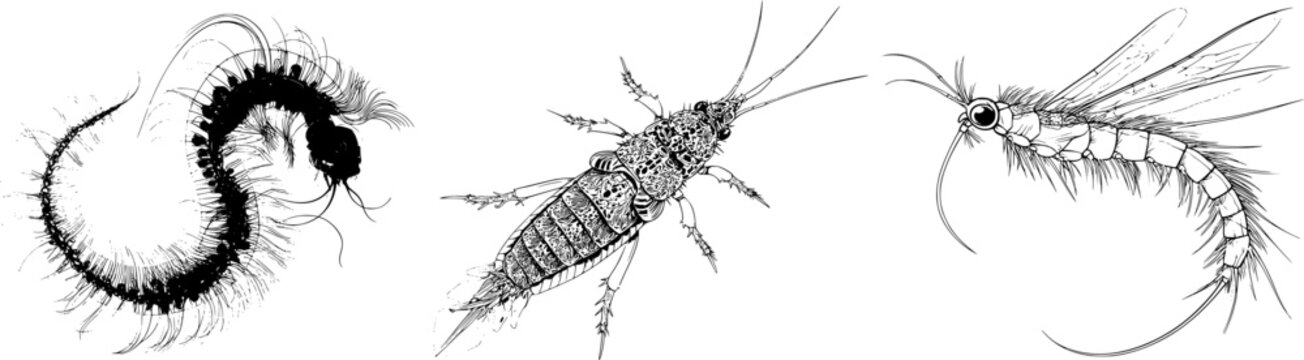 A sleek, elegant phantom midge aquatic larva with a sharp black ink outline against a solid white background, rendered in monochrome coloring book style with clear boundaries, flat 2D graphic, and