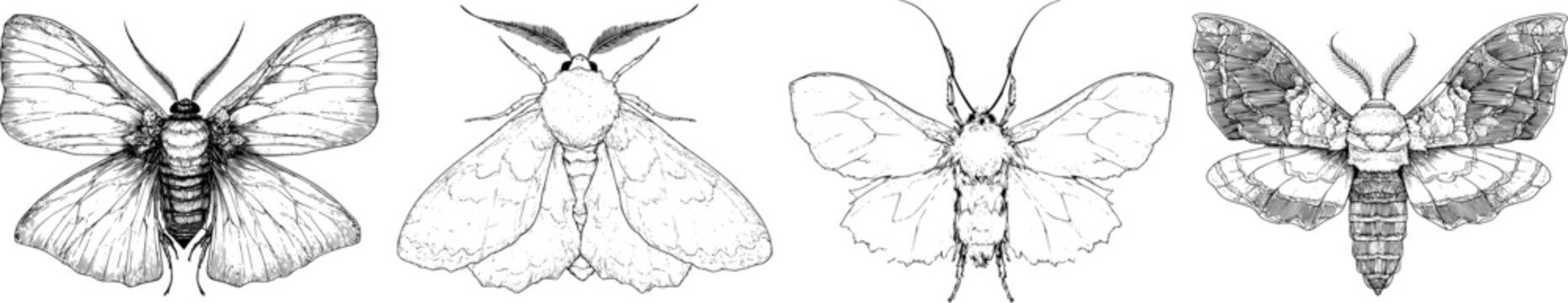 An elegant Rosy Maple Moth in exquisite monochrome coloring book style showcases a fluffy body with sharp black ink outlines against a solid white background, highlighting its detailed line art